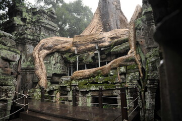 Ta Prohm temple, Cambodia Khmer