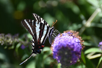 Butterfly 2022-25
Zebra Swallowtail (Eurytides marcellus)