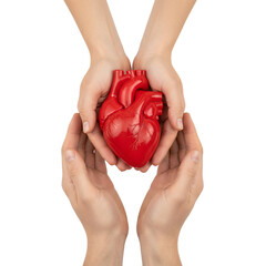 Four hands protectively surrounding red anatomical heart in caring supportive gesture of protection, isolated on a transparent background