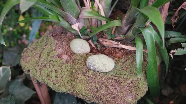 Two pale eggs rest on mossy bark near green bromeliad plants in nature.