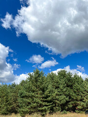 Obraz premium Pine tree forest under blue sky with clouds