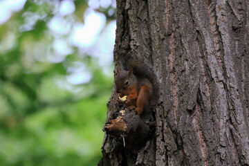 Wild Japanese Squirrel Holding Chestnut in Forest.
