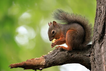 Wild Japanese Squirrel Holding Chestnut in Forest.