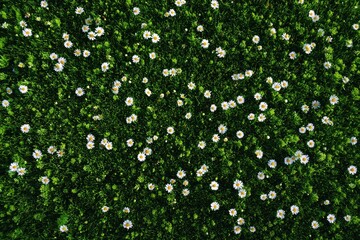 High-angle view of a field of small white flowers
