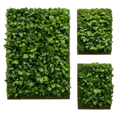 Obraz premium Photo of three artificial green wall panels isolated on transparent background