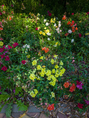 Vibrant garden filled with colorful flowers in various shades of red, yellow, orange, and white, creating a lively and cheerful atmosphere in a natural setting