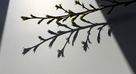 Close-up of a branch with budding leaves casting a dark, artistic shadow on a white surface, illuminated by natural sunlight, creating a contrast and minimalist aesthetic