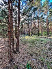 Pine forest landscape with sunlight filtering through trees
