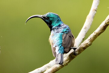 Obraz premium Birds of SL