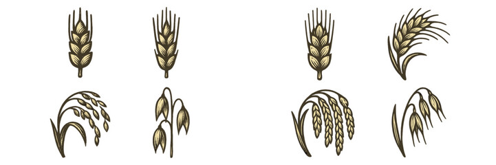 Illustrations of different types of grains showcasing wheat, barley, and oats in a simple art style