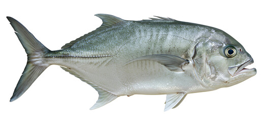 Giant Trevally carangid fish isolated on transparent cutout background, cut out, png
