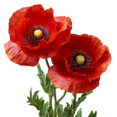 Obraz premium Photo of two vibrant red poppies isolated on transparent background