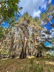 Pine forest canopy reaching up to blue sky