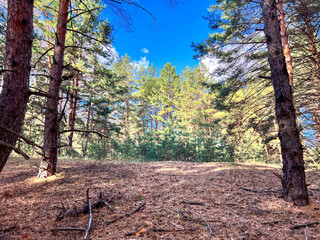 Pine tree forest with sunlight shining through branches