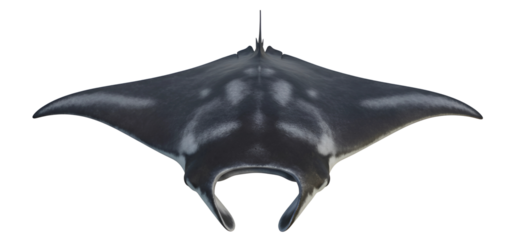 giant manta ray isolated on transparent cutout background, cut out, png