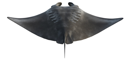 Top view of a giant oceanic manta ray isolated on transparent cutout background, cut out, png