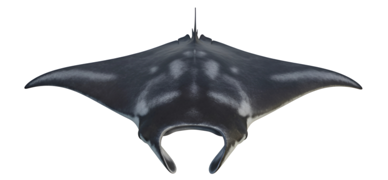 giant manta ray isolated on transparent cutout background, cut out, png