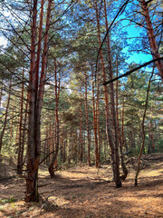 Pine forest floor with sunlight filtering through trees