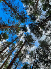 Looking up at forest pine trees and sky