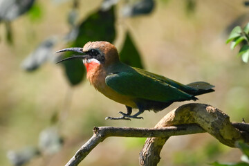 White-fronted bee-eater jumps along branch opening beak