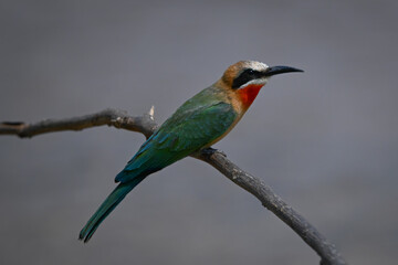 White-fronted bee-eater leans forward on curving bough