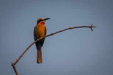 White-fronted bee-eater looks right from curved branch