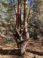Pine tree trunks growing in sunny autumn forest