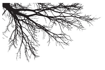 Silhouette of bare tree branches against a white background.