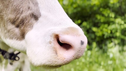 Close up to nose of cute cow pasturing at lawn. Kine chewing fresh grass outdoor. Beautiful friendly animal grazing on meadow at summer day. Concept of livestock husbandry