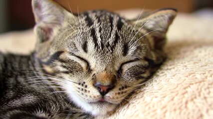 Cute little tabby cat sleeping soundly, a picture of pure innocence and serene comfort on a soft plush cushion