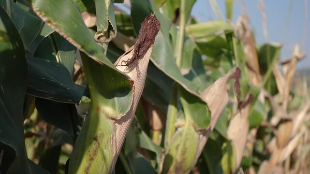 A close-up of corn plants in a field showing damaged, brown-tipped leaves and dried husks. Corn on a field, good harvest.