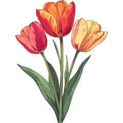 Hand Drawn Watercolor Tulip Flowers Illustration 
