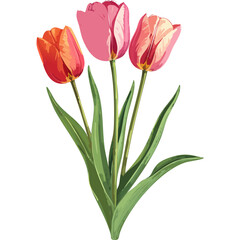 Hand Drawn Watercolor Tulip Flowers Illustration