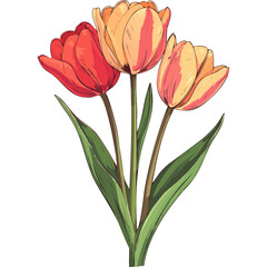 Hand Drawn Watercolor Tulip Flowers Illustration