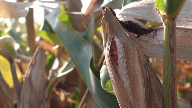 Dried corn plants ready for harvest. Dried corn stalks stand tall along a rural field under clear blue sky. 