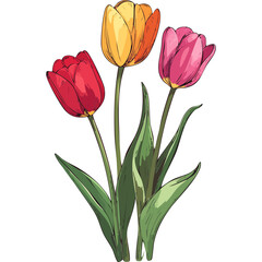 Hand Drawn Watercolor Tulip Flowers Illustration 