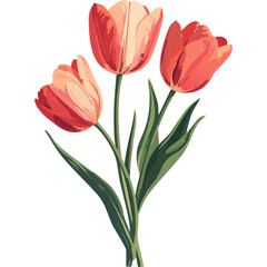 Hand Drawn Watercolor Tulip Flowers Illustration 