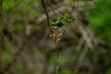 An Indian Paradise Flycatcher adult perches near its delicate nest, diligently tending to its fluffy chicks nestled within, surrounded by soft green foliage.