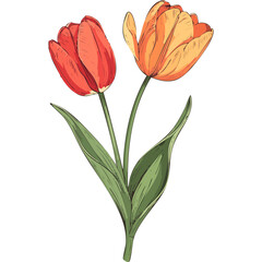 Hand Drawn Watercolor Tulip Flowers Illustration 