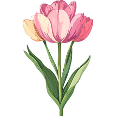Hand Drawn Watercolor Tulip Flowers Illustration 