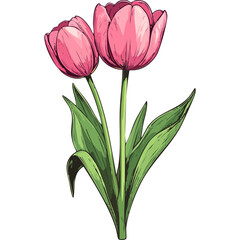 Hand Drawn Watercolor Tulip Flowers Illustration
