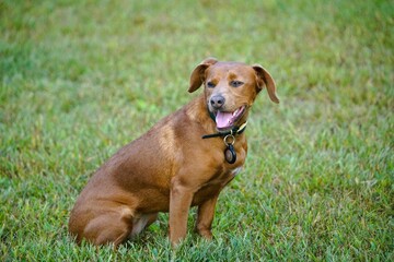 dachshund puppy on grass