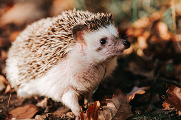 hedgehog muzzle close-up.Close-up Portrait of a Cute Hedgehog Outdoors.Close-up of Hedgehog in Autumn Leaves. Forest animals 