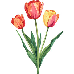 Fototapeta premium Hand Drawn Watercolor Tulip Flowers Illustration 