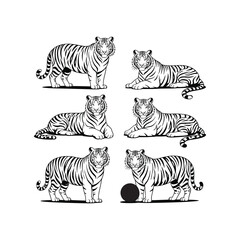 Set of Tiger Poses Vector Illustration