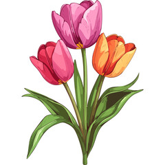 Hand Drawn Watercolor Tulip Flowers Illustration
