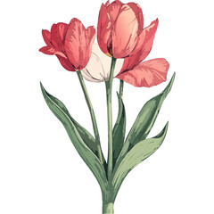 Hand Drawn Watercolor Tulip Flowers Illustration