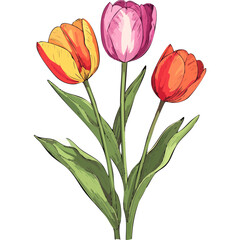 Hand Drawn Watercolor Tulip Flowers Illustration