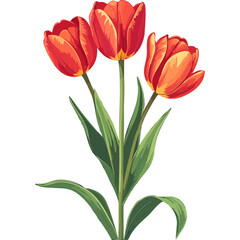 Hand Drawn Watercolor Tulip Flowers Illustration