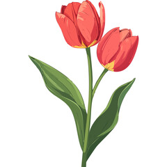Hand Drawn Watercolor Tulip Flowers Illustration